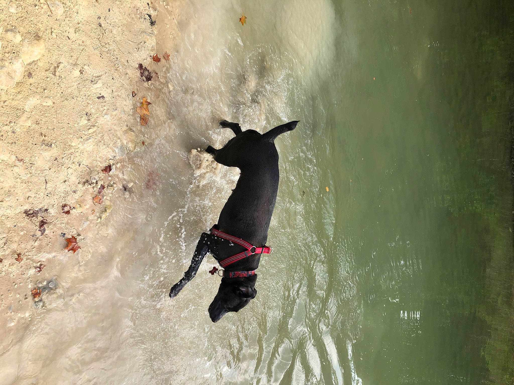 Calypso joined the competition — help win amazing prizes! beach, canidae, carnivore, dog, dog_breed, extreme_sport, fun, guard_dog, leash, recreation, sand, shadow, sporting_group, surface_water_sports, surfing_equipment, tail, water, wave, wind_wave, working_animal