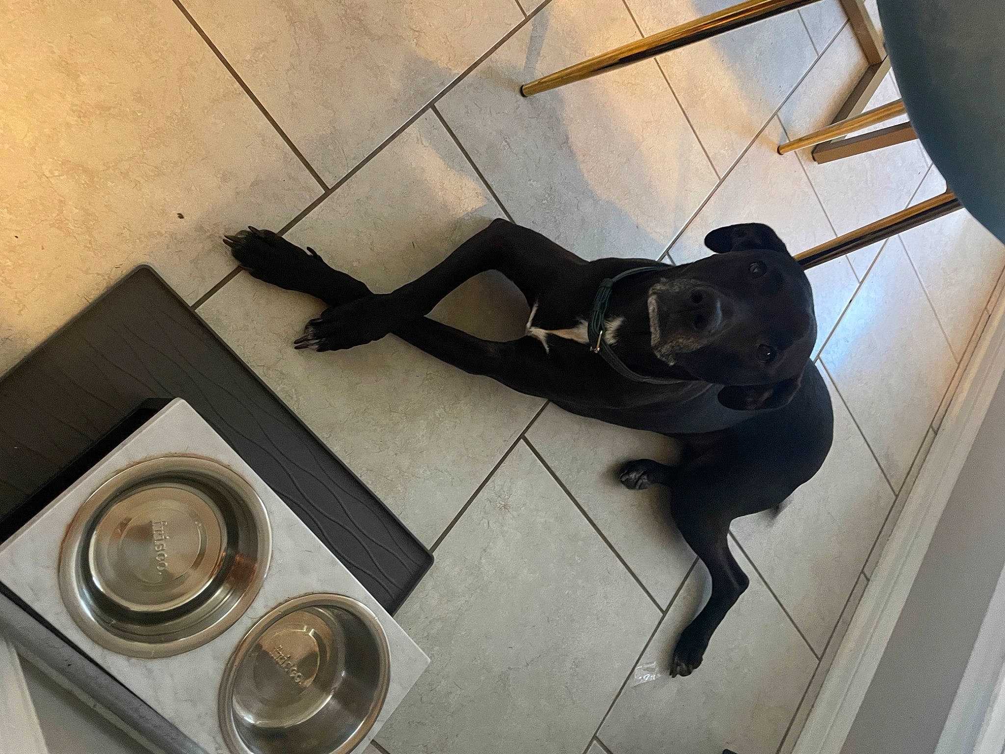 Calypso joined the competition — help win amazing prizes! art, auto_part, bronze, bronze_sculpture, ceiling, dog_breed, flooring, human_leg, metal, personal_protective_equipment, room, sculpture, serveware, shadow, statue, tail, visual_arts, wood