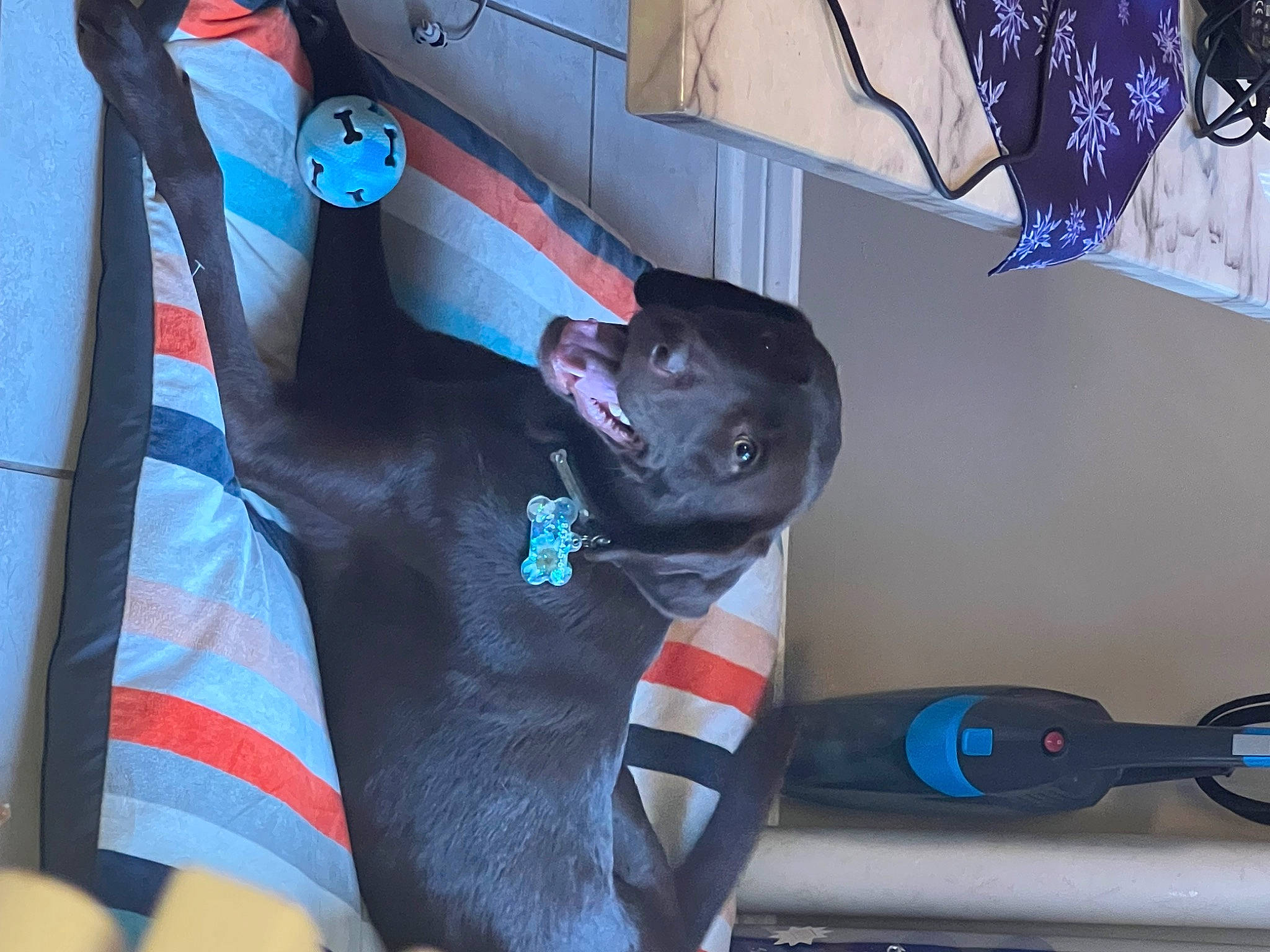 Medusa is registered to the contest to win money with this photo: carnivore, collar, comfort, companion_dog, couch, dog, dog_breed, dog_collar, dog_supply, electric_blue, fawn, felidae, grey, linens, room, sporting_group, tail, vertebrate, whiskers, working_animal