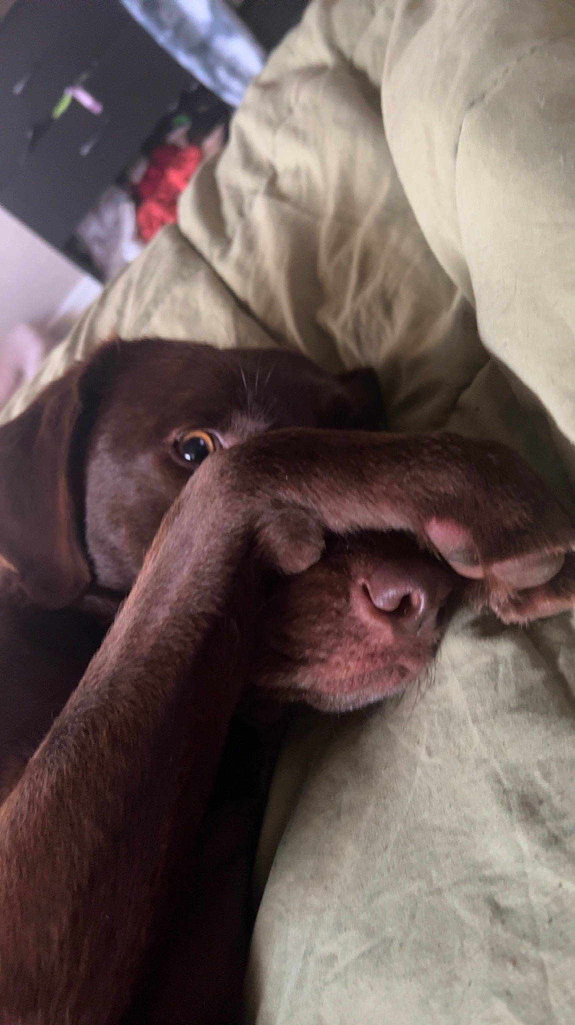 Medusa joined the competition — help win amazing prizes! canidae, carnivore, comfort, companion_dog, dog, dog_breed, ear, fawn, flesh, fur, liver, magenta, non_sporting_group, snout, sporting_group, terrestrial_animal, vertebrate, whiskers, working_animal, wrinkle