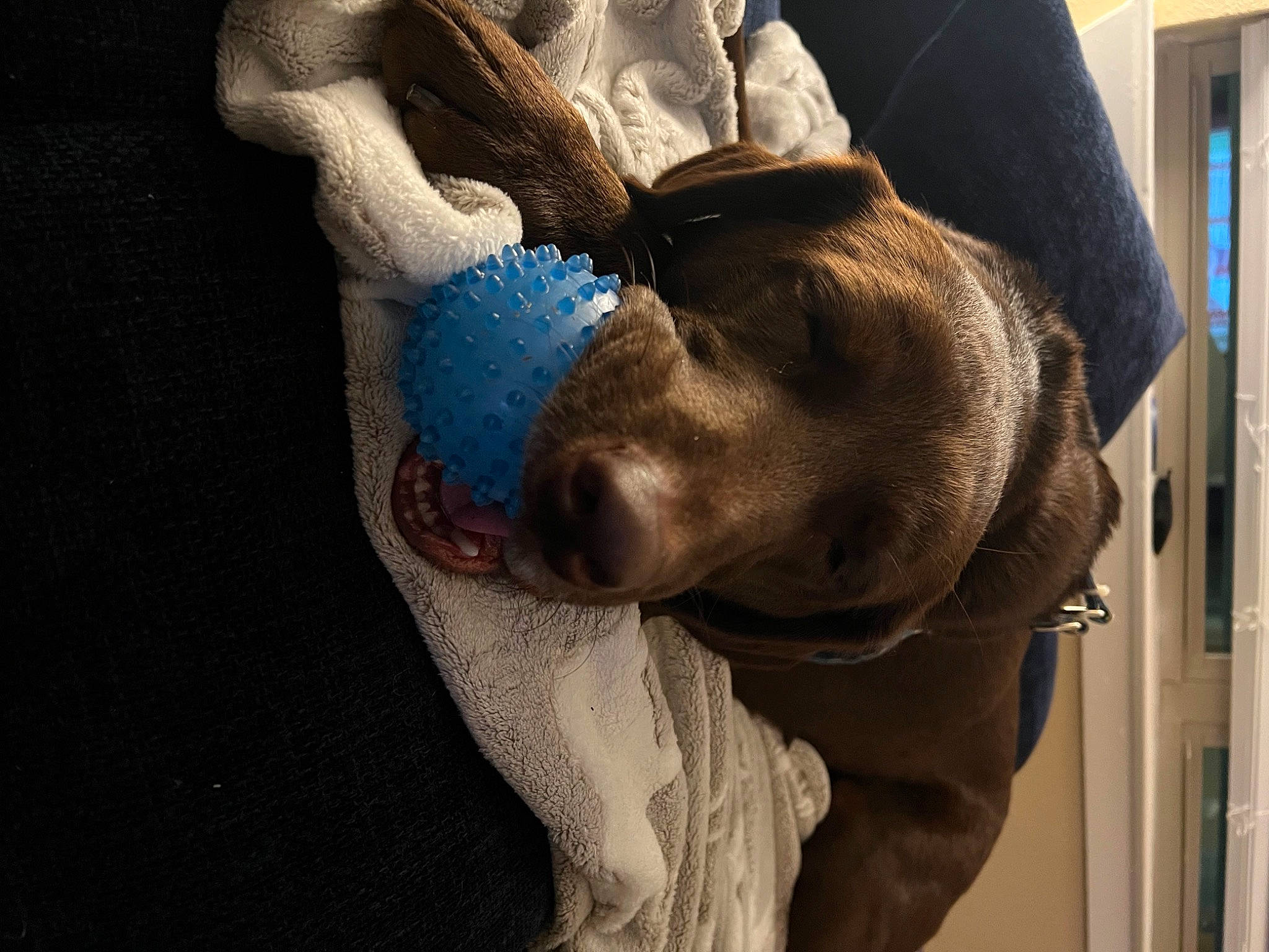 Medusa joined the competition — help win amazing prizes! carnivore, comfort, companion_dog, dog, dog_breed, ear, electric_blue, fawn, fur, hat, jaw, liver, personal_protective_equipment, selfie, snout, sporting_group, weimaraner, working_animal, wrinkle, wrist