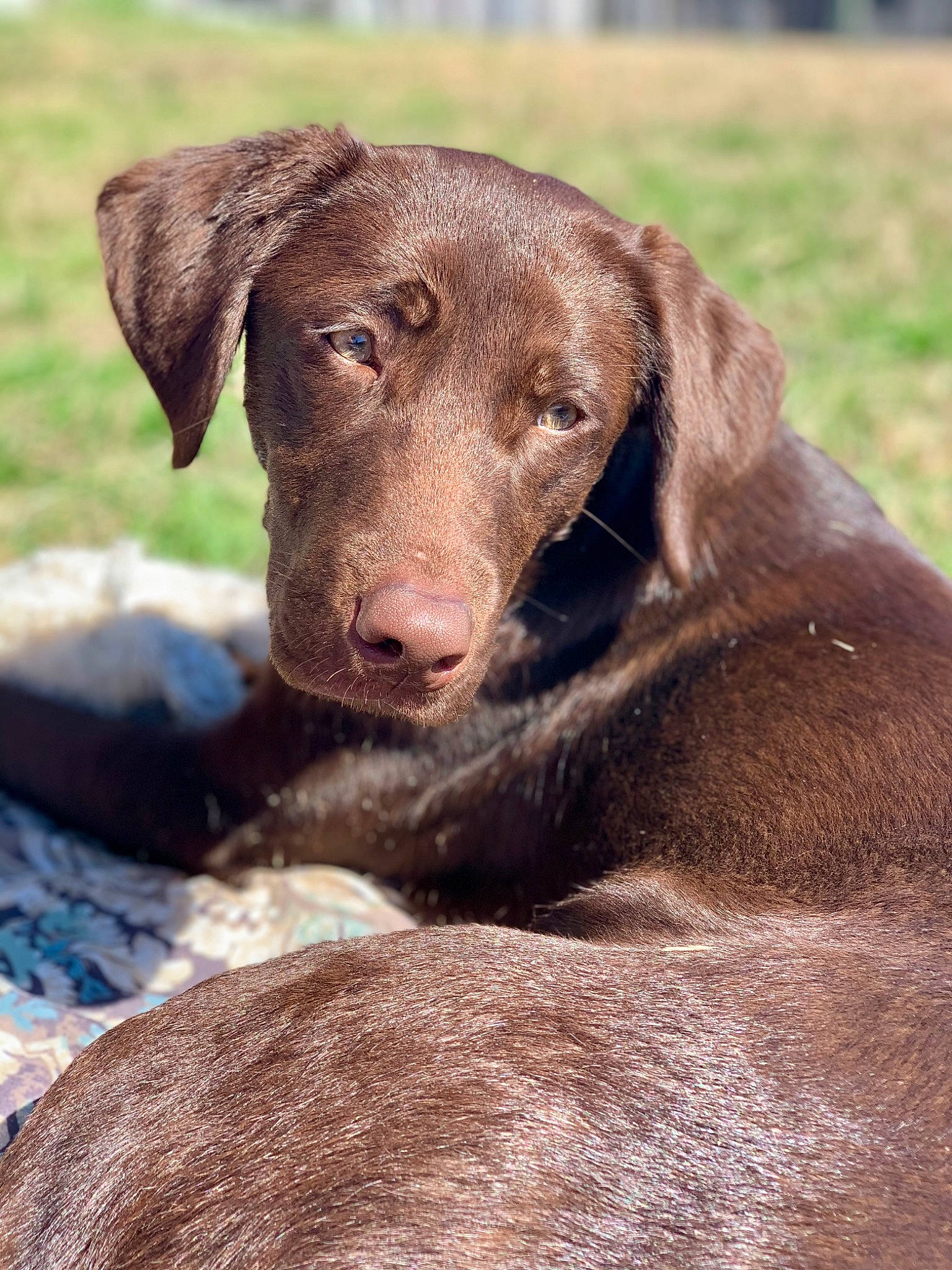 Medusa is registered to the contest to win money with this photo: borador, canidae, carnivore, companion_dog, dog, dog_breed, fawn, fur, grass, gun_dog, hat, hunting_dog, liver, retriever, snout, soil, sporting_group, terrestrial_animal, whiskers, working_animal