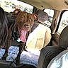 dog, car, back_seat, brown_dog, tongue_out, happy, pet, leash, seat, window, sunlight, person, clothing, hoodie, road, vehicle, transportation, daylight, excited, interior