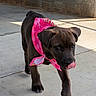 animal, bandana, brown, canine, collar, concrete, cute, dog, floor, outdoor, pet, pink, playful, puppy, shadow, side_view, sunlight, tongue_out, walking, young