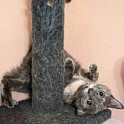 Willow is registered to the contest to win money with this photo: cat, scratching_post, gray_fur, playful, indoor, pet, wide_eyes, curious, feline, scratched, worn_out, floor, wall, whiskers, ears, paws, resting, cute, animal, furniture