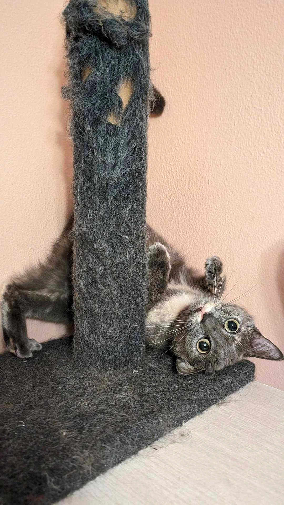 Willow is registered to the contest to win money with this photo: cat, scratching_post, gray_fur, playful, indoor, pet, wide_eyes, curious, feline, scratched, worn_out, floor, wall, whiskers, ears, paws, resting, cute, animal, furniture