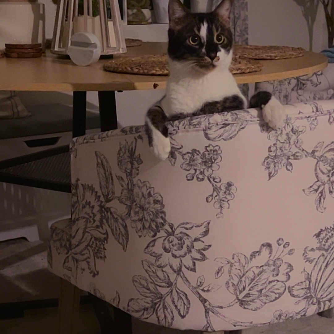 Toby joined the competition — help win amazing prizes! cat, tuxedo_cat, chair, floral_pattern, dining_table, indoor, plant, curious, pet, furniture, window, curtains, decor, table_setting, cozy, warm_lighting, animal, domestic, looking, relaxed