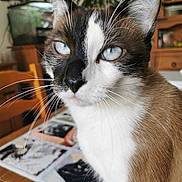 Mao a rejoint le concours — aidez-le/la à gagner de superbes lots ! abyssinian, animal, bookcase, cat, computer, desk, electronics, furniture, hardwood, kitten, laptop, manx, pc, pet, plywood, shelf, siamese, table, text, wood