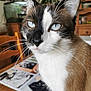 abyssinian, animal, bookcase, cat, computer, desk, electronics, furniture, hardwood, kitten, laptop, manx, pc, pet, plywood, shelf, siamese, table, text, wood