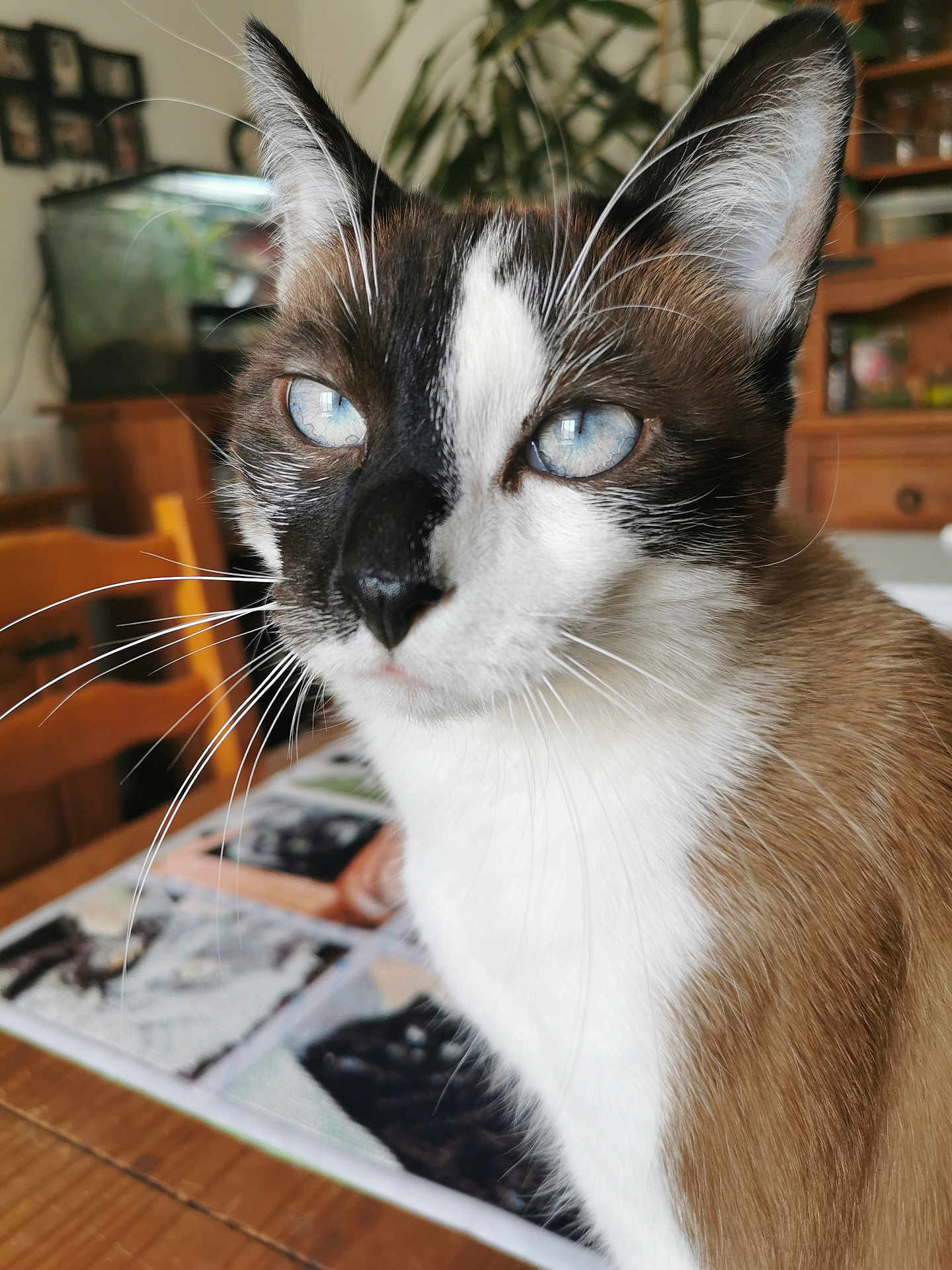 Mao