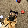 Nash joined the competition — help win amazing prizes! animal, ball, bulldog, canine, dog, football, frenchbulldog, germanshepherd, hound, pet, pug, puppy, soccer, soccerball, sphere, sport, tennis, tennisball, toy, wood