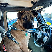 Nash joined the competition — help win amazing prizes! alloywheel, animal, canine, car, car_interior, carseat, carwheel, dog, driving, hound, machine, person, pet, policedog, puppy, spoke, tire, transportation, vehicle, wheel