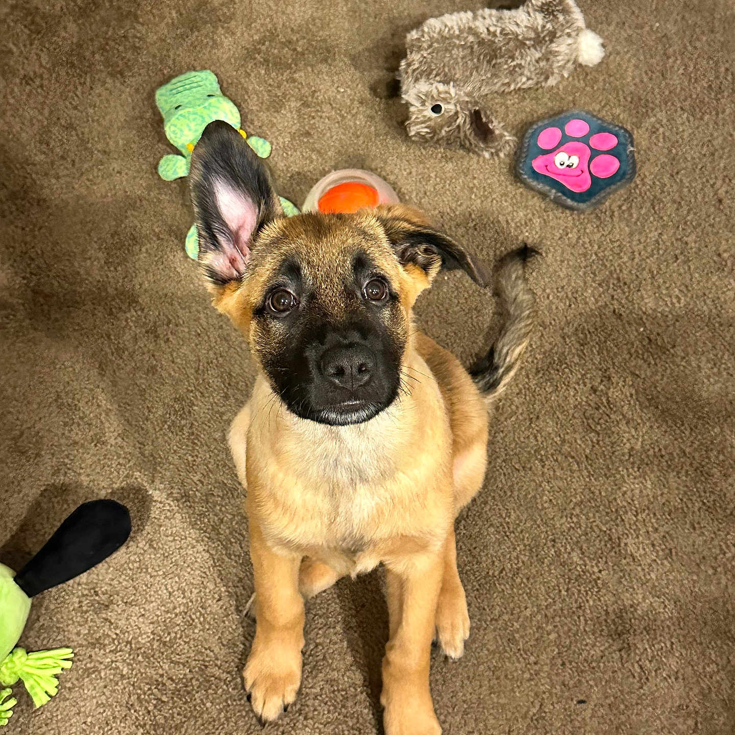 Nash is registered to the contest to win money with this photo: animal, ball, canine, dog, face, football, germanshepherd, head, hound, person, pet, photography, portrait, puppy, soccer, soccerball, sport, tennis, tennisball, toy