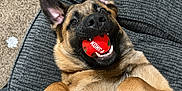 Nash is registered to the contest to win money with this photo: animal, ball, bodypart, canine, chair, couch, cushion, dog, furniture, germanshepherd, homedecor, hound, mouth, person, pet, pug, puppy, sphere, sport, tongue