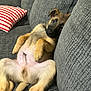 Nash joined the competition — help win amazing prizes! animal, architecture, armchair, building, canine, chair, couch, cushion, dog, furniture, germanshepherd, homedecor, hound, indoors, livingroom, person, pet, pillow, puppy, room