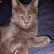 Junior joined the competition — help win amazing prizes! animal, blanket, blue_blanket, cat, close_up, cozy, cute, domestic_cat, feline, fur, gray_cat, indoors, lying_down, mammal, pet, portrait, relaxed, resting, whiskers, yellow_eyes