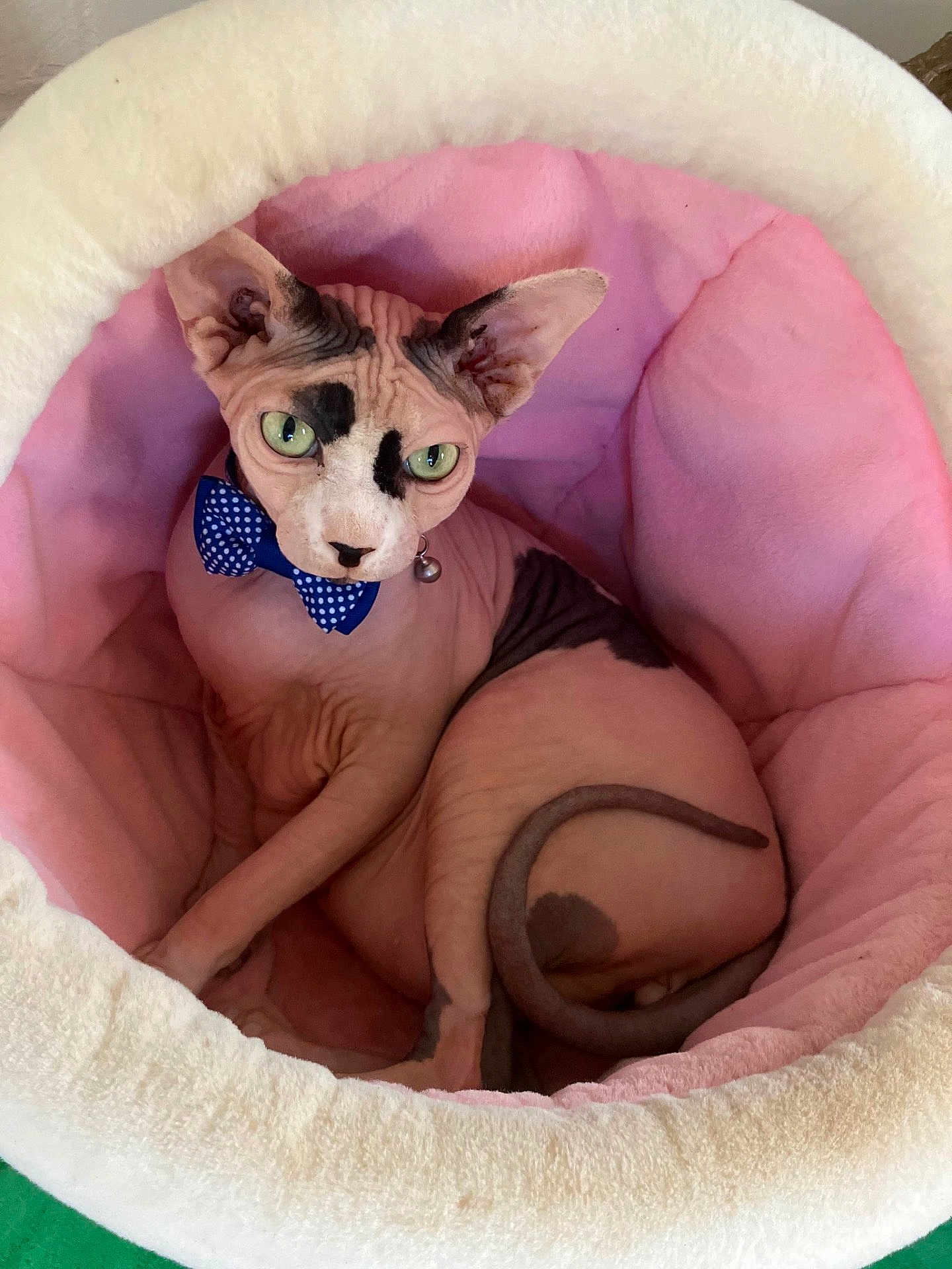 Grouch Marx joined the competition — help win amazing prizes! animal, bell, bow_tie, cat, cozy, cute, domestic_cat, ears, feline, green_eyes, hairless_cat, indoor, pet, pink_bed, plush_bed, portrait, relaxed, sphynx_cat, tail, wrinkles