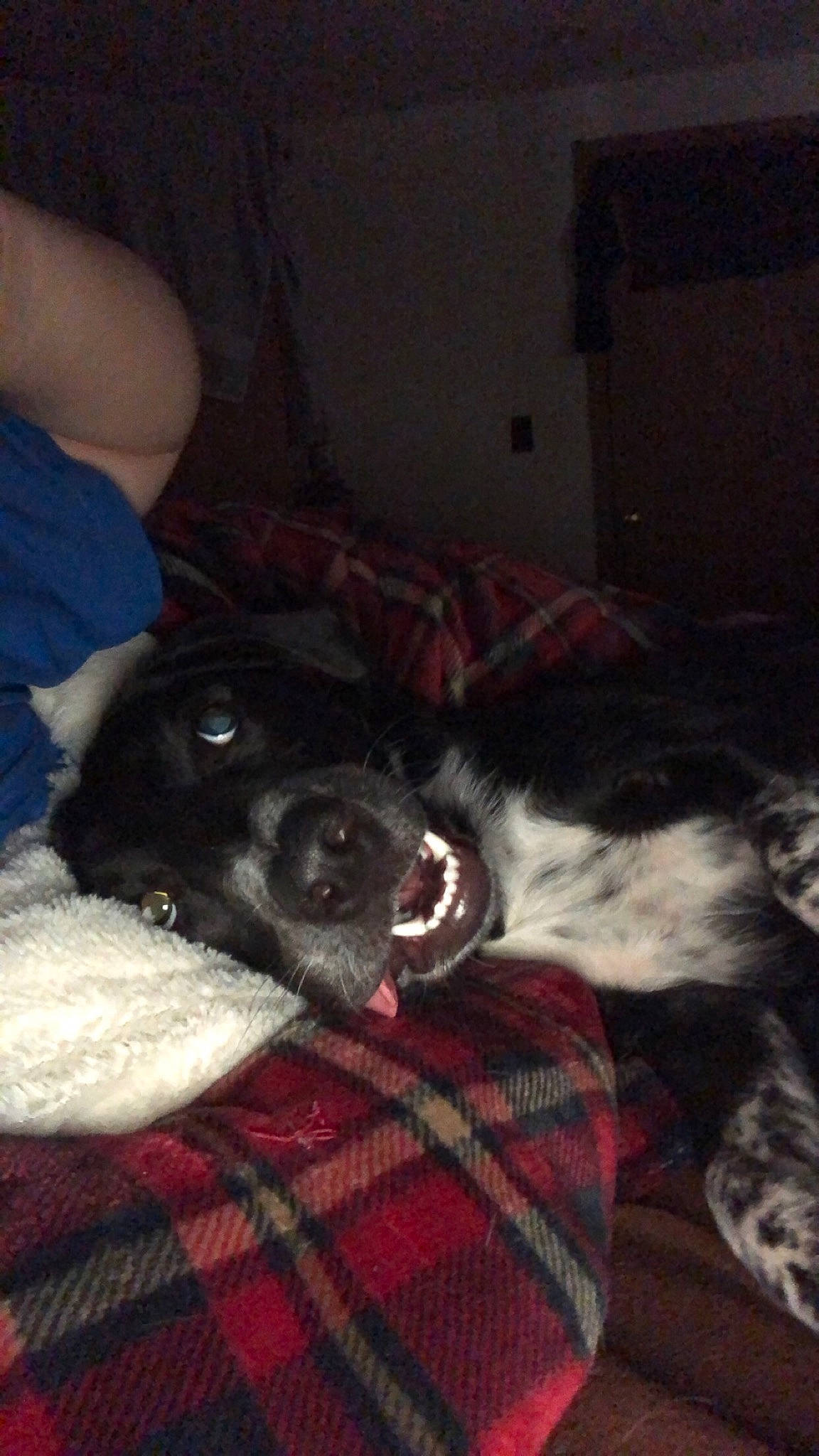 River is registered to the contest to win money with this photo: canidae, carmine, carnivore, comfort, companion_dog, dog, dog_breed, fur, linens, non_sporting_group, pattern, plaid, snout, sporting_group, tartan, terrestrial_animal, working_animal