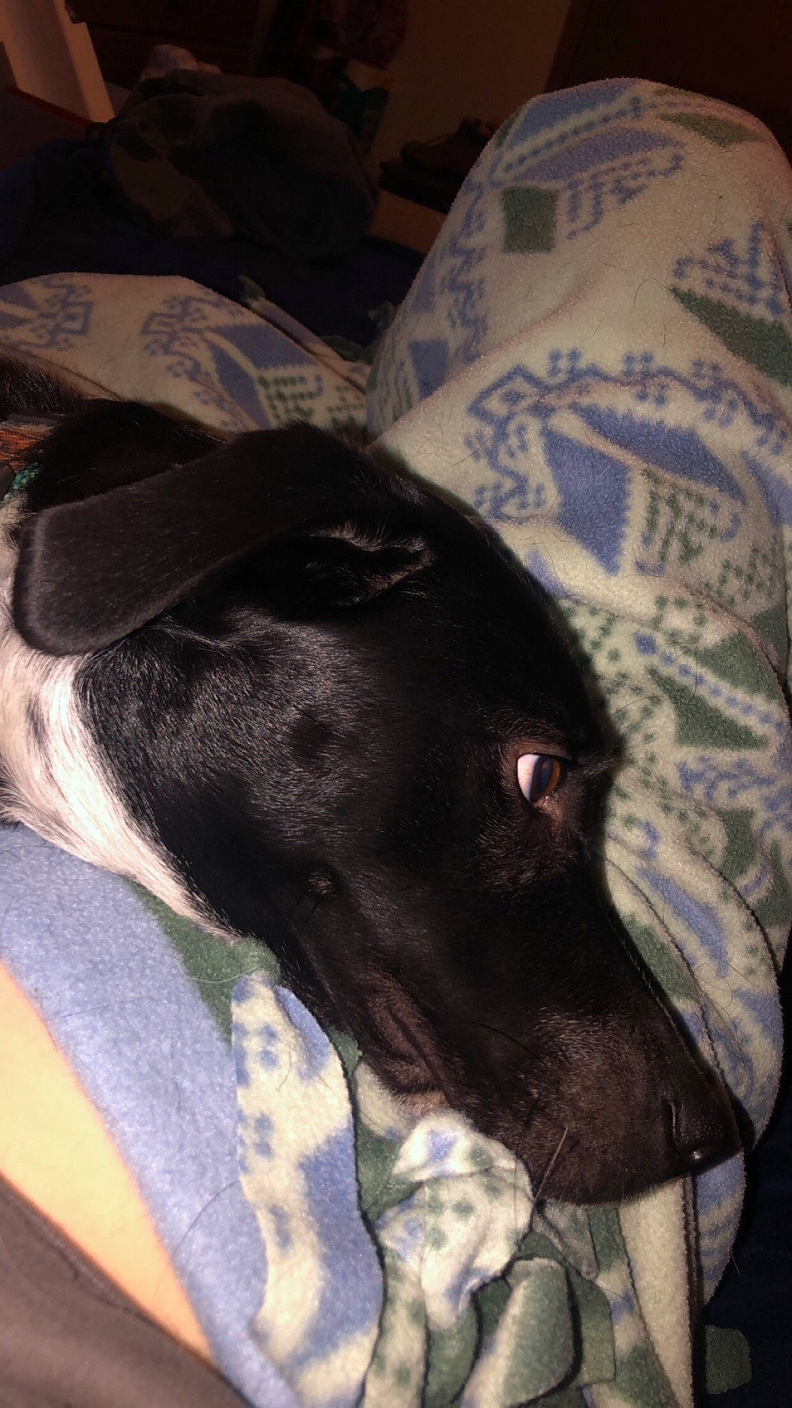 River is registered to the contest to win money with this photo: borador, canidae, carnivore, collar, comfort, companion_dog, dog, dog_breed, dog_collar, ear, fawn, grey, linens, pet_supply, sighthound, sleeve, snout, sporting_group, whiskers, working_animal