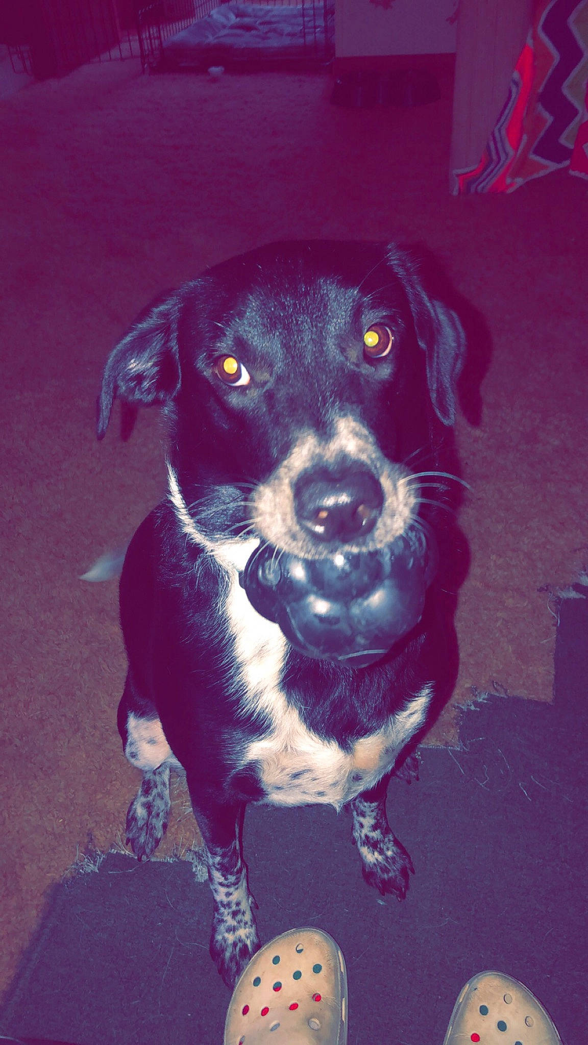 River is registered to the contest to win money with this photo: borador, canidae, carnivore, collar, companion_dog, dog, dog_breed, electric_blue, fawn, fur, non_sporting_group, puppy, sporting_group, whiskers, working_animal, working_dog