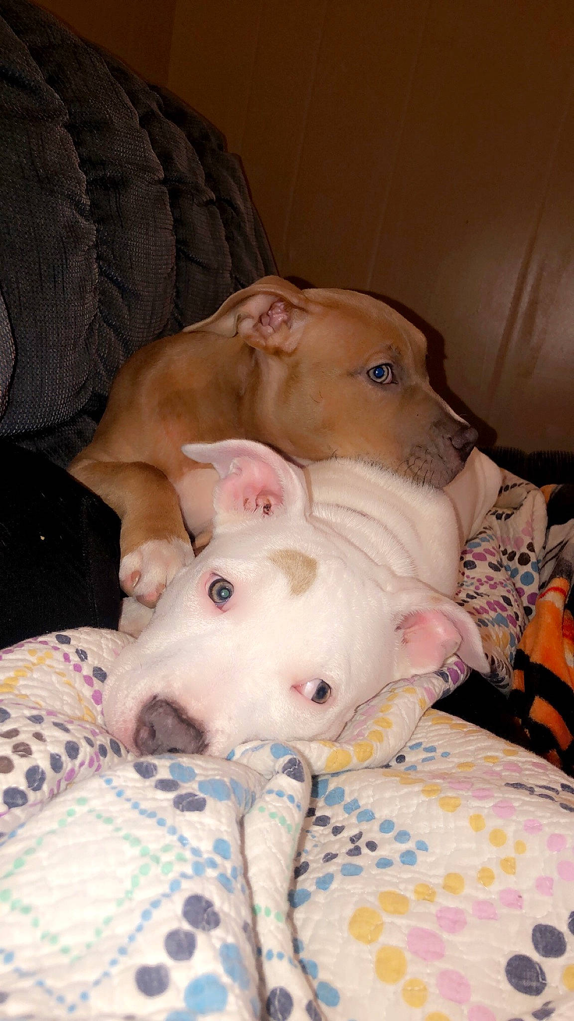 Daisey joined the competition — help win amazing prizes! baby, bed, bedtime, canidae, cheek, child, comfort, companion_dog, eye, fawn, fur, head, linens, nose, pattern, room, skin, snout, textile, toy