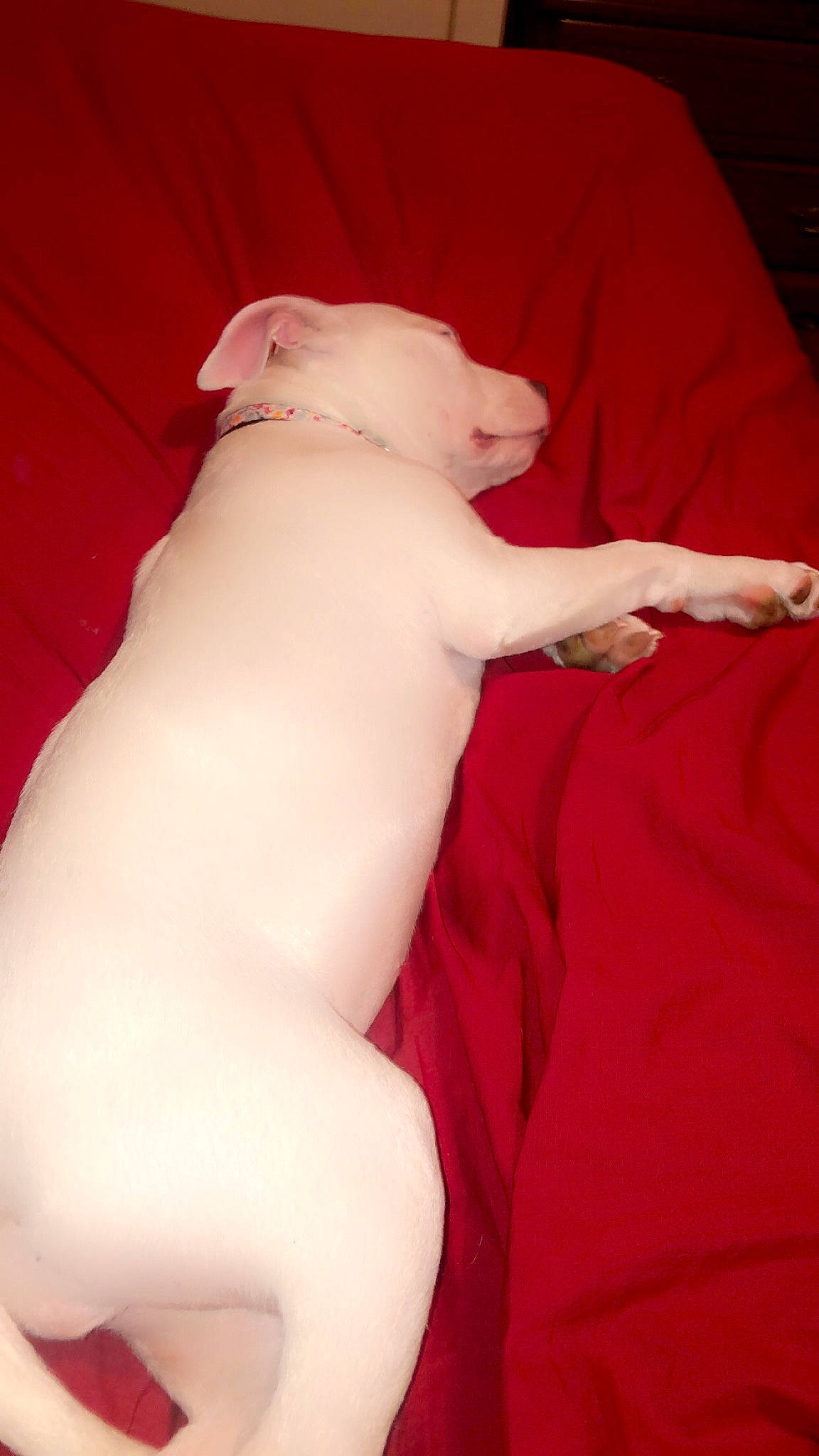 Daisey joined the competition — help win amazing prizes! abdomen, baby, baby_toddler_clothing, chest, comfort, elbow, fawn, foot, gesture, human_leg, knee, leg, nail, pink, stomach, thigh, thumb, toddler, trunk, wrist