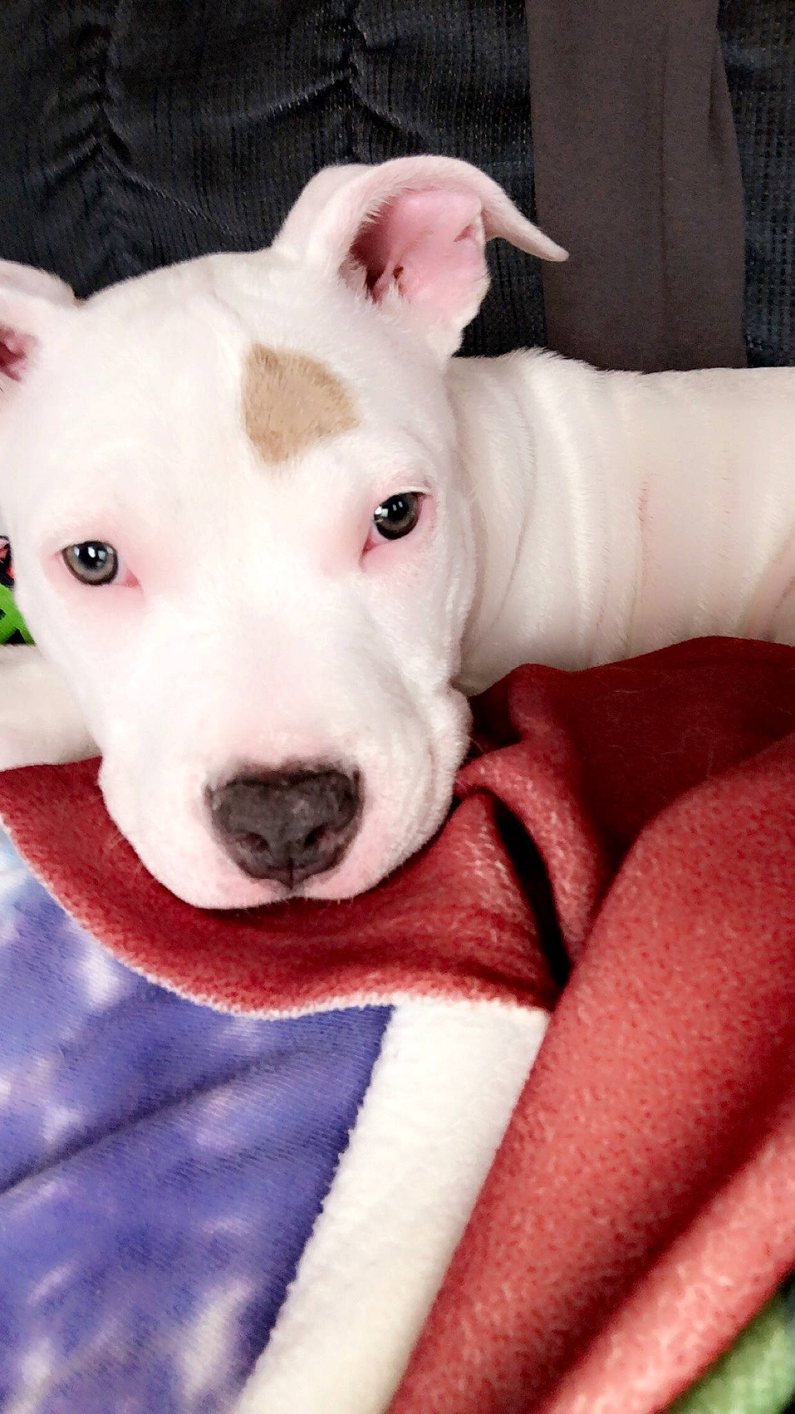 Daisey joined the competition — help win amazing prizes! bull_terrier, canidae, carnivore, collar, comfort, companion_dog, dog, dog_breed, dog_collar, ear, eye, fawn, jaw, no_expression, old_english_terrier, snout, sporting_group, terrier, whiskers, working_animal