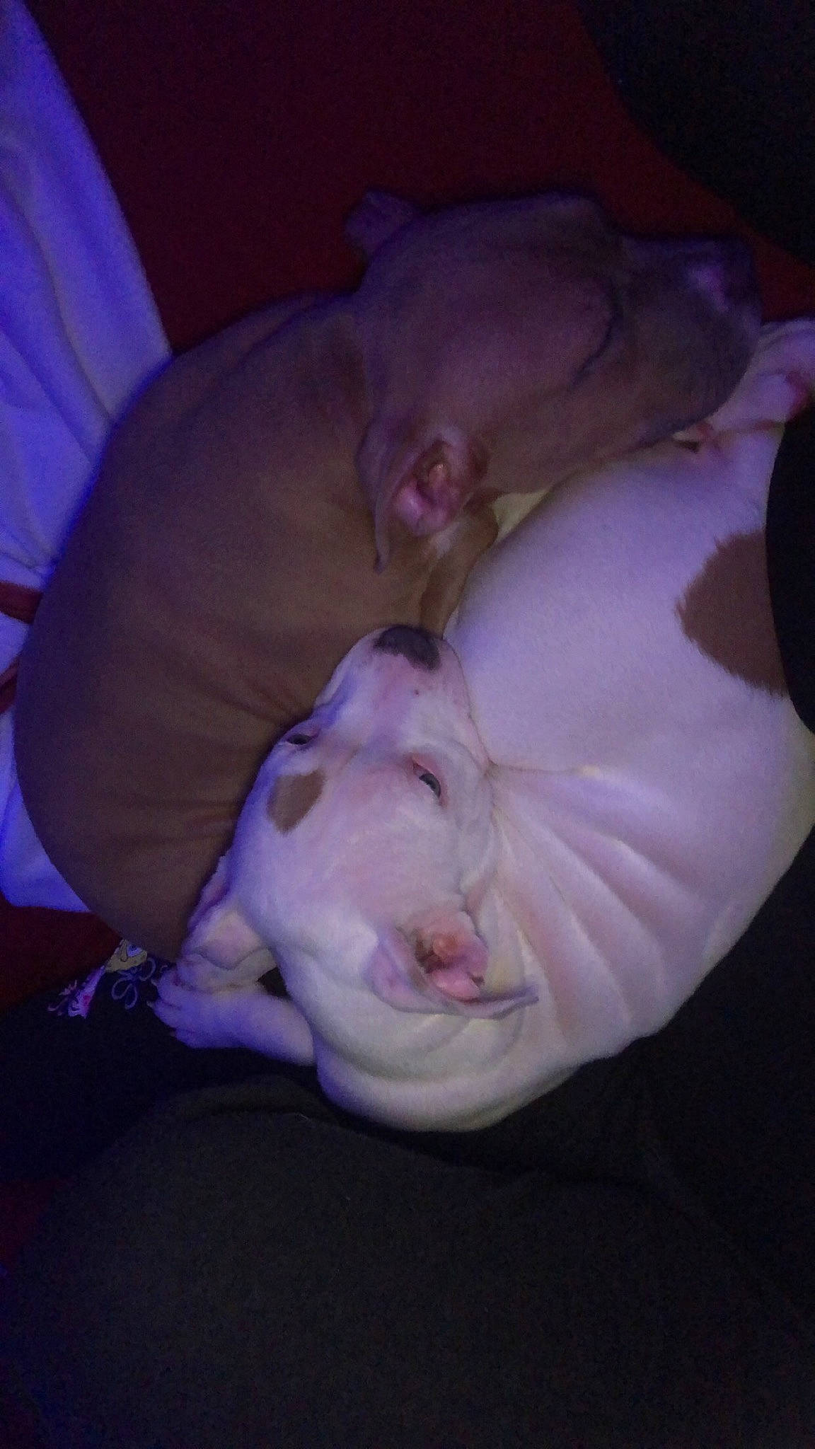 Daisey is registered to the contest to win money with this photo: bedtime, canidae, carnivore, comfort, companion_dog, darkness, dog_breed, ear, fawn, head, linens, magenta, nap, petal, pink, purple, snout, textile, whiskers, wrinkle