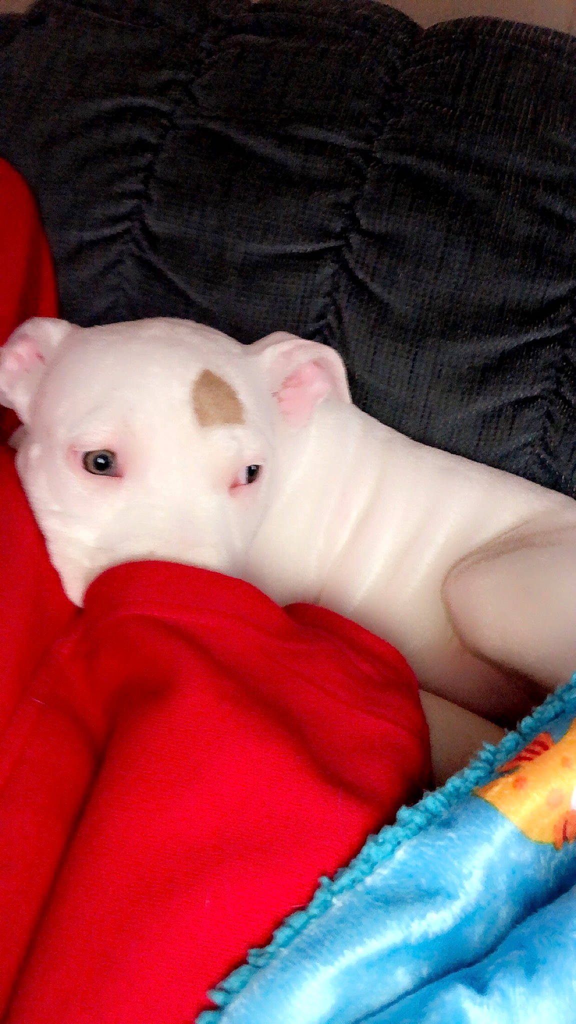 Daisey joined the competition — help win amazing prizes! baby_toddler_clothing, bed, bedding, carmine, comfort, companion_dog, dog_breed, fawn, fur, headgear, linens, magenta, pattern, pink, plush, snout, stuffed_toy, toy, whiskers, working_animal