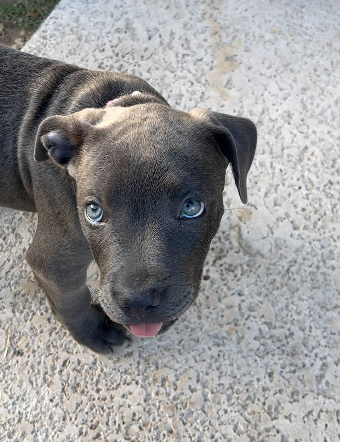 Hanalei joined the competition — help win amazing prizes! borador, canidae, carnivore, collar, companion_dog, dog, dog_breed, dog_collar, fawn, fur, guard_dog, liver, pet_supply, puppy, snout, sporting_group, street_dog, terrestrial_animal, whiskers, working_animal