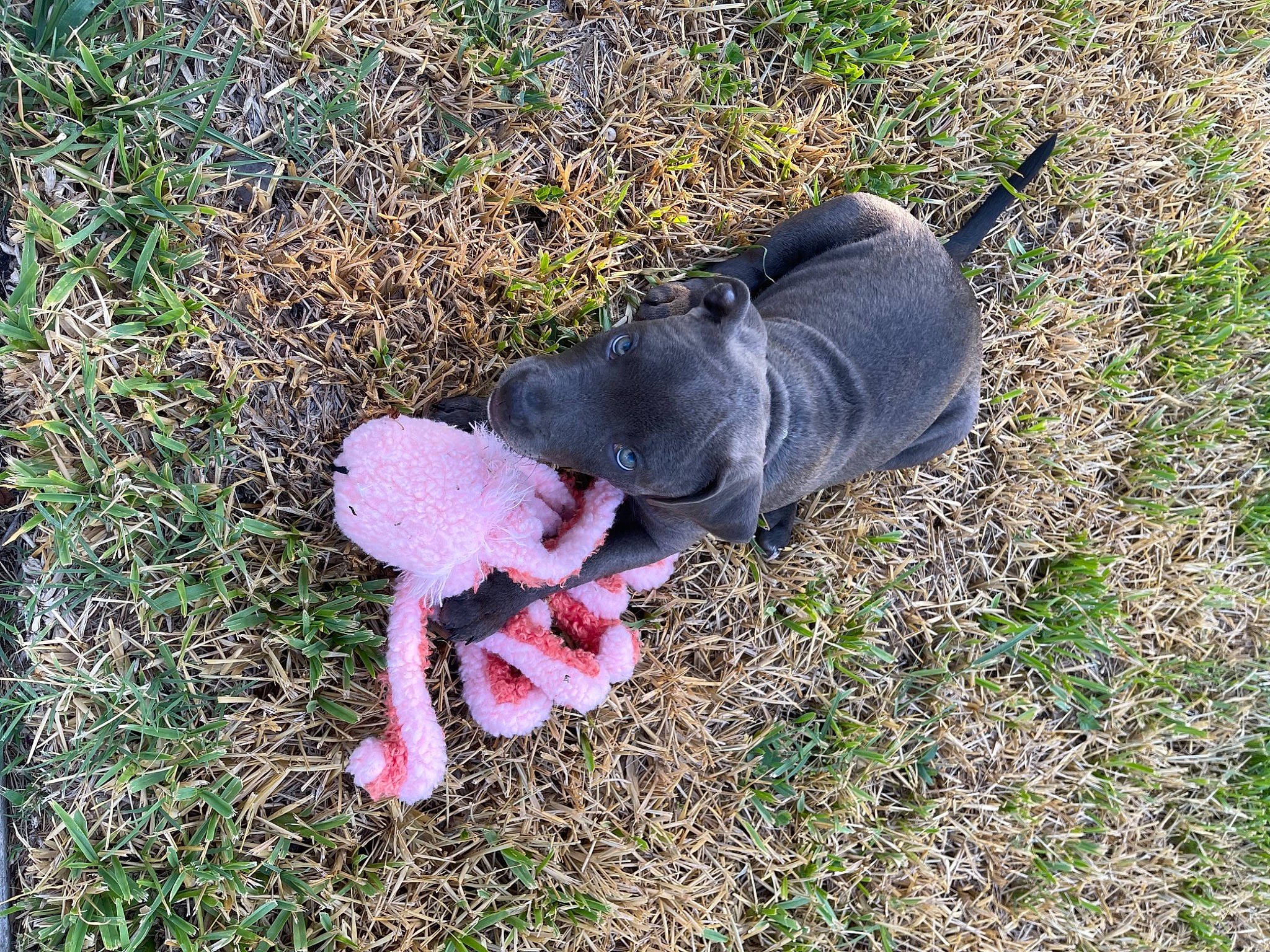 Hanalei is registered to the contest to win money with this photo: annual_plant, carmine, companion_dog, dog, dog_breed, fashion_accessory, fawn, fur, glove, grass, groundcover, plant, soil, sporting_group, stuffed_toy, tail, terrestrial_animal, toy, wool, working_animal