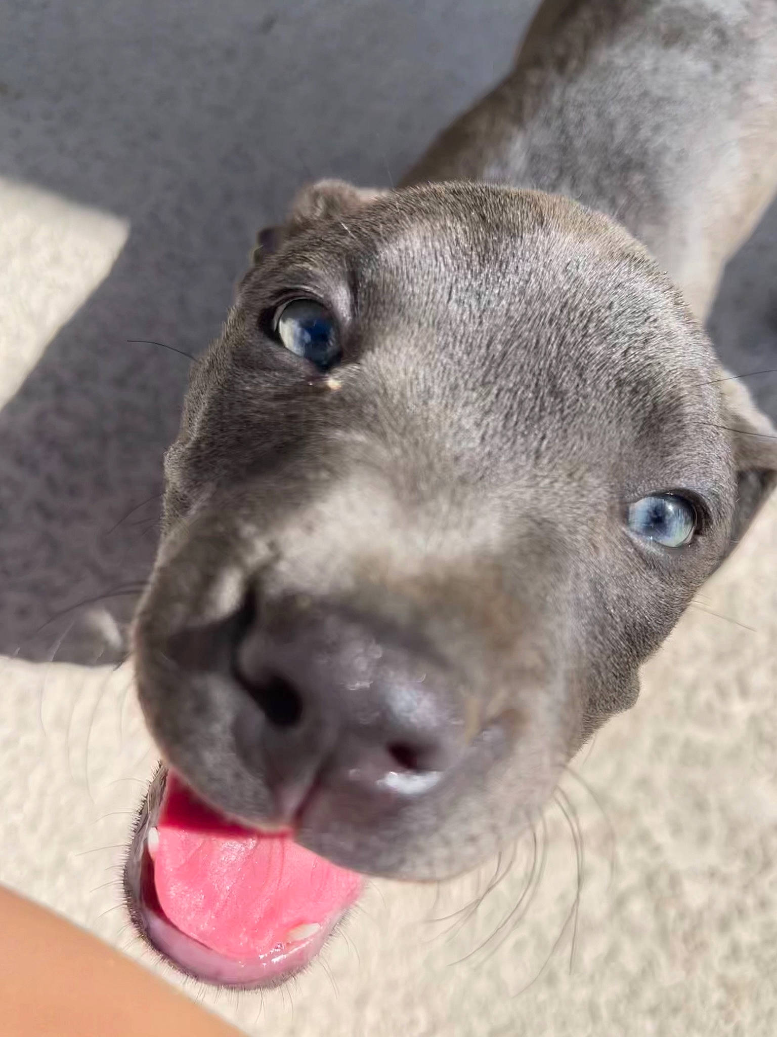 Hanalei joined the competition — help win amazing prizes! canidae, carnivore, companion_dog, dog, dog_breed, ear, fawn, fur, non_sporting_group, pet_supply, sporting_group, terrestrial_animal, whiskers, working_animal