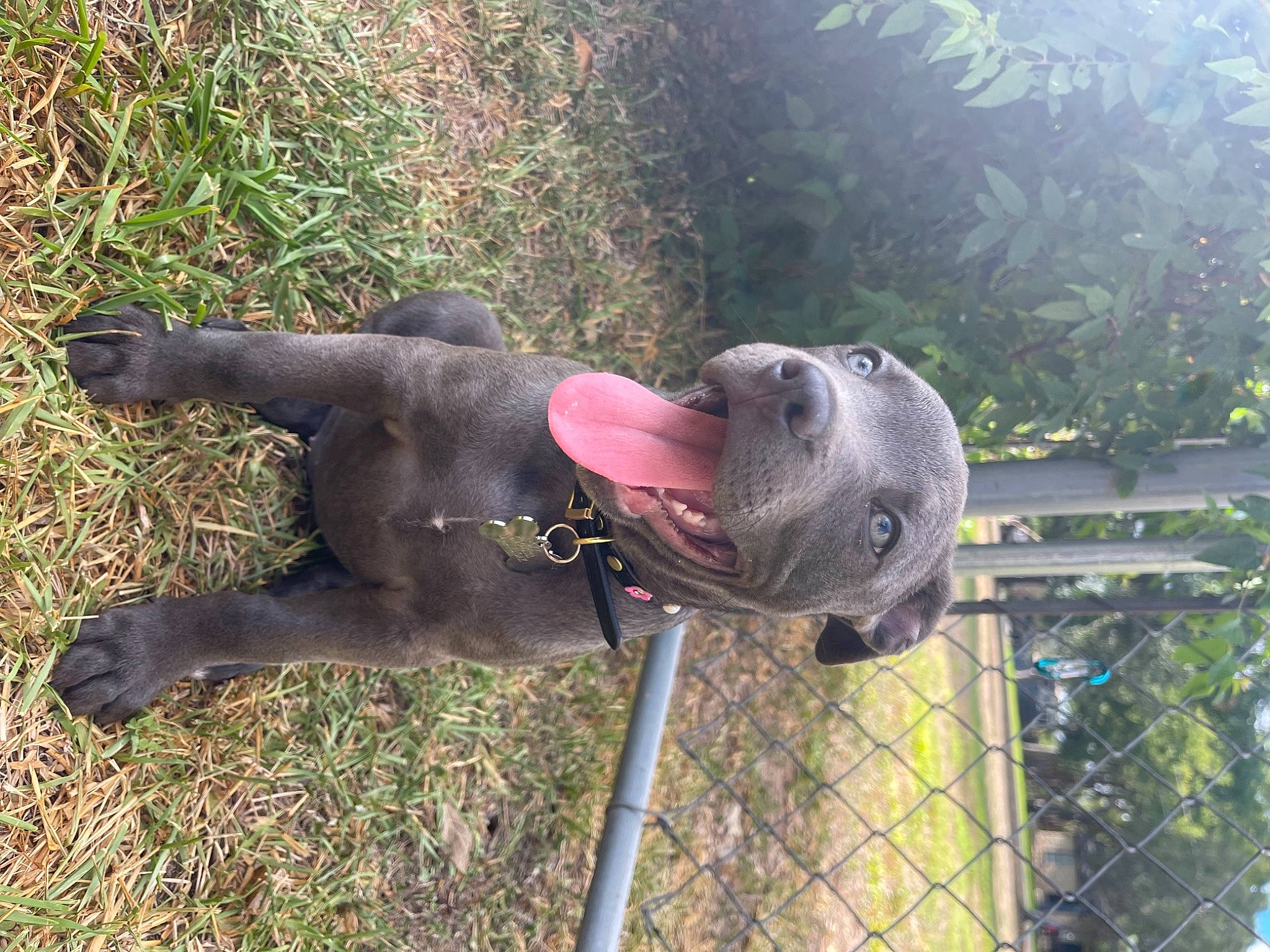 Hanalei joined the competition — help win amazing prizes! carnivore, collar, companion_dog, dog, dog_breed, fence, grass, guard_dog, gun_dog, mammal, mesh, plant, pointing_breed, sporting_group, tail, terrestrial_animal, tree, vertebrate, wire_fencing, working_animal