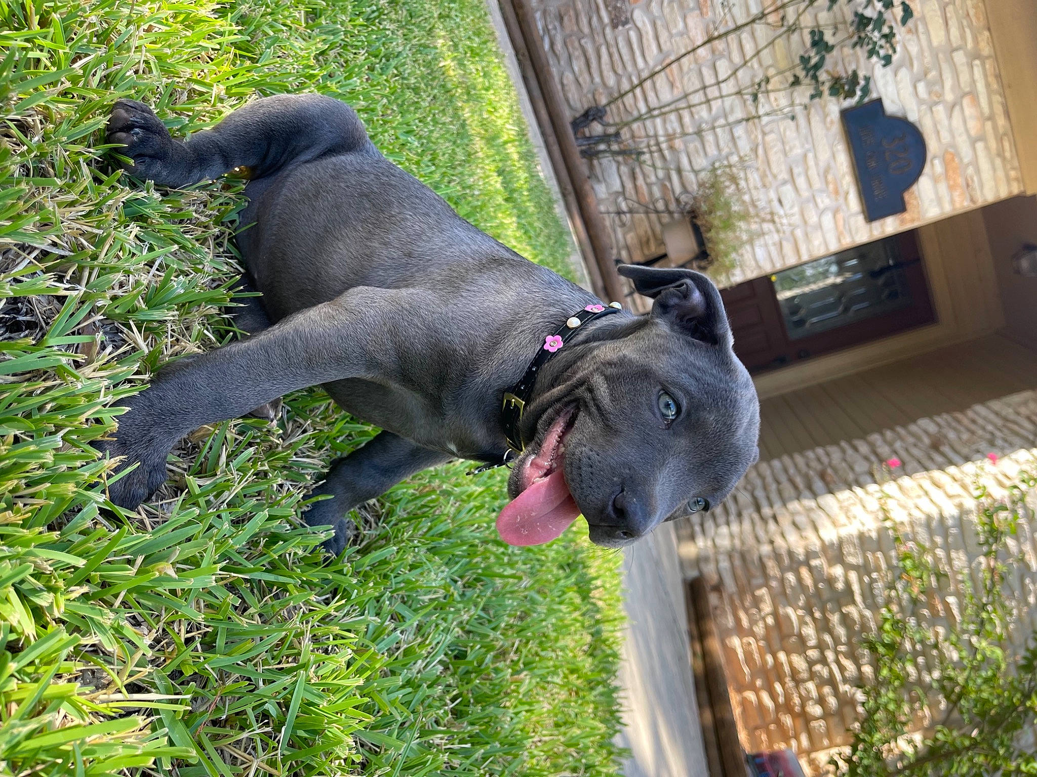 Hanalei joined the competition — help win amazing prizes! canidae, carnivore, collar, companion_dog, dog, dog_breed, dog_collar, dog_supply, fawn, grass, guard_dog, gun_dog, pet_supply, plant, snout, sporting_group, tail, terrestrial_animal, tree, working_animal