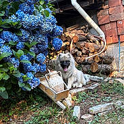 Buzz a rejoint le concours — aidez-le/la à gagner de superbes lots ! dog, hydrangea, flowers, woodpile, wheelbarrow, jug, garden, greenery, sunlight, rustic, outdoor, grass, stone, plant, nature, pet, tongue_out, happy, fluffy, yard