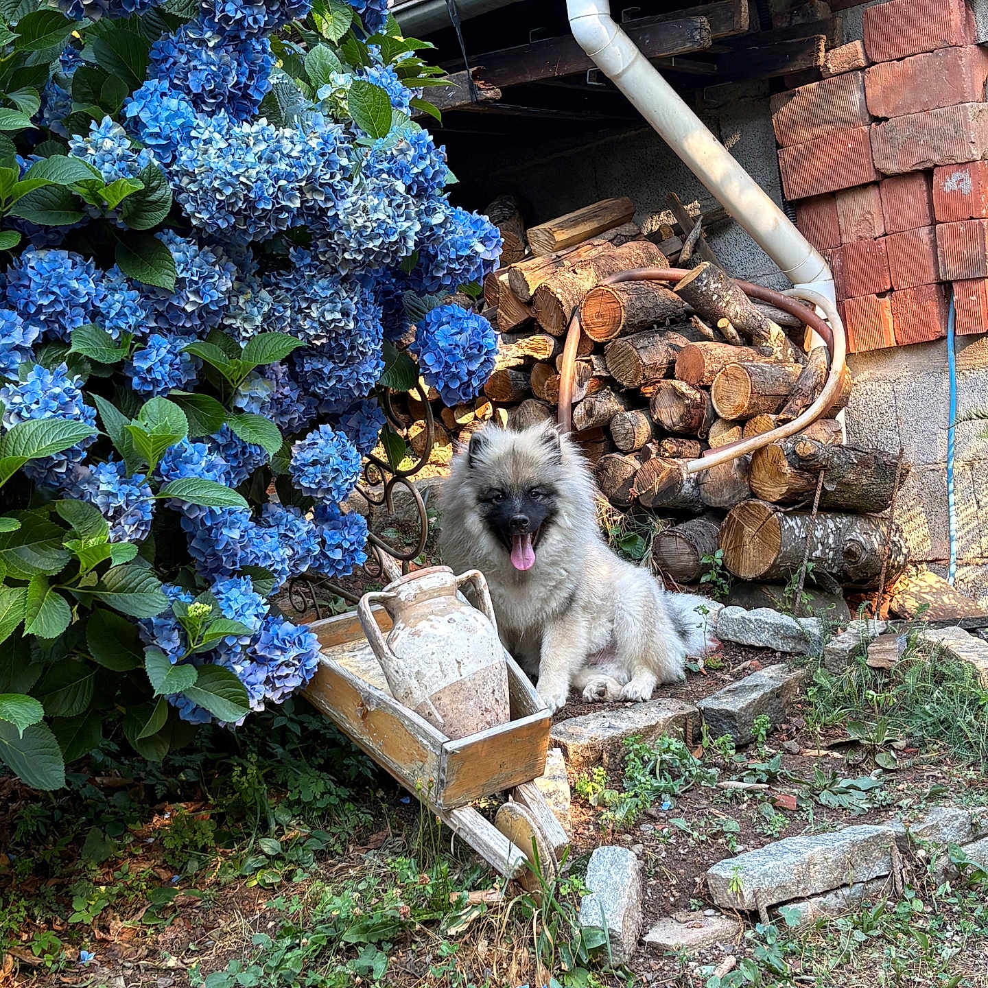 Buzz a rejoint le concours — aidez-le/la à gagner de superbes lots ! dog, hydrangea, flowers, woodpile, wheelbarrow, jug, garden, greenery, sunlight, rustic, outdoor, grass, stone, plant, nature, pet, tongue_out, happy, fluffy, yard