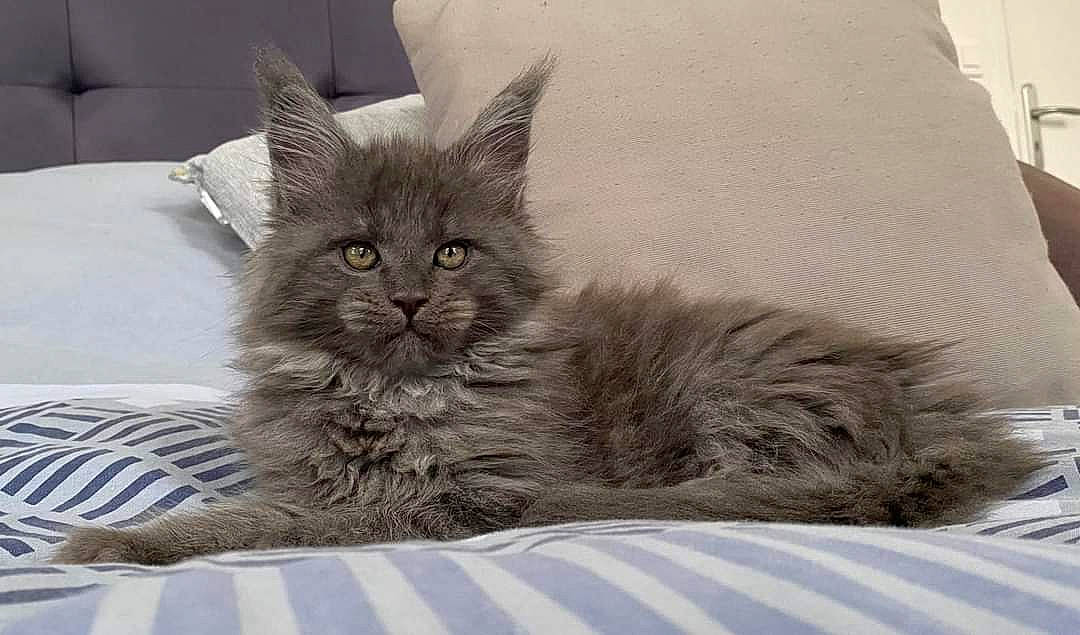 Uska participe au concours pour gagner de l'argent avec cette photo : bed, black_cat, carnivore, cat, claw, comfort, domestic_short_haired_cat, eye, felidae, fur, grey, paw, sitting, small_to_medium_sized_cats, snout, tail, terrestrial_animal, whiskers