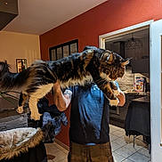 Neyo Et Uska a rejoint le concours — aidez-le/la à gagner de superbes lots ! art, brown_bear, comfort, extinction, felidae, fur, fur_clothing, hug, military_camouflage, natural_material, room, small_to_medium_sized_cats, sporting_group, tail, terrestrial_animal, tourist_attraction, wing