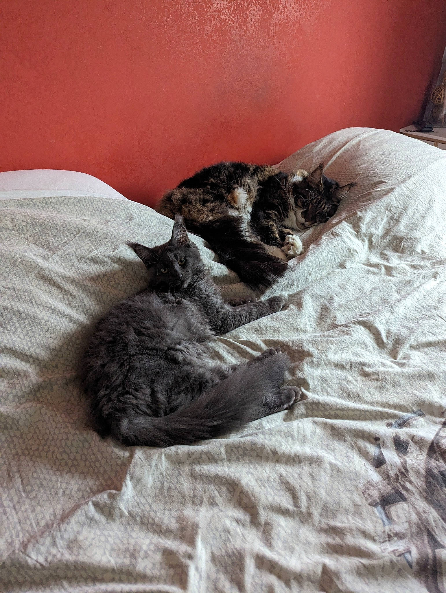 Neyo Et Uska participe au concours pour gagner de l'argent avec cette photo : bed, bedding, canidae, carnivore, claw, comfort, companion_dog, dog_breed, domestic_short_haired_cat, felidae, fur, grey, linens, nap, paw, small_to_medium_sized_cats, sporting_group, tail, terrestrial_animal, whiskers