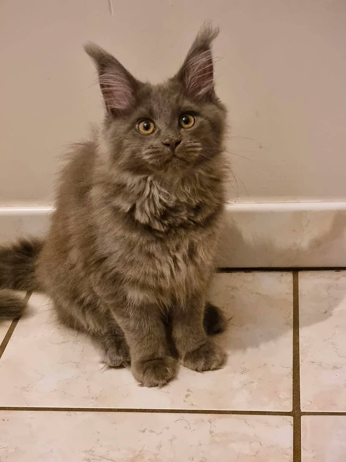 Neyo Et Uska participe au concours pour gagner de l'argent avec cette photo : box, carnivore, cat, claw, domestic_short_haired_cat, felidae, flooring, fur, grey, monochrome, monochrome_photography, paw, sitting, small_to_medium_sized_cats, snout, terrestrial_animal, whiskers