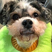 Nutella Taylor joined the competition — help win amazing prizes! affenpinscher, animal, ball, canine, cockerspaniel, cushion, dog, face, head, homedecor, person, pet, photography, poodle, portrait, puppy, sport, tennis, tennisball, terrier