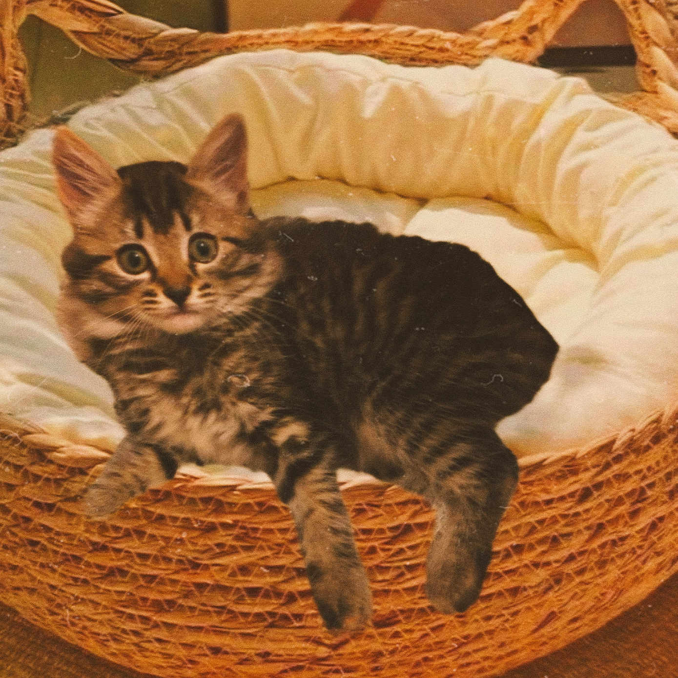Elya a rejoint le concours — aidez-le/la à gagner de superbes lots ! animal, basket, bed, cat, comfort, cozy, curious, cute, ears, feline, fur, indoor, kitten, pet, resting, soft, tabby, warm, whiskers, young