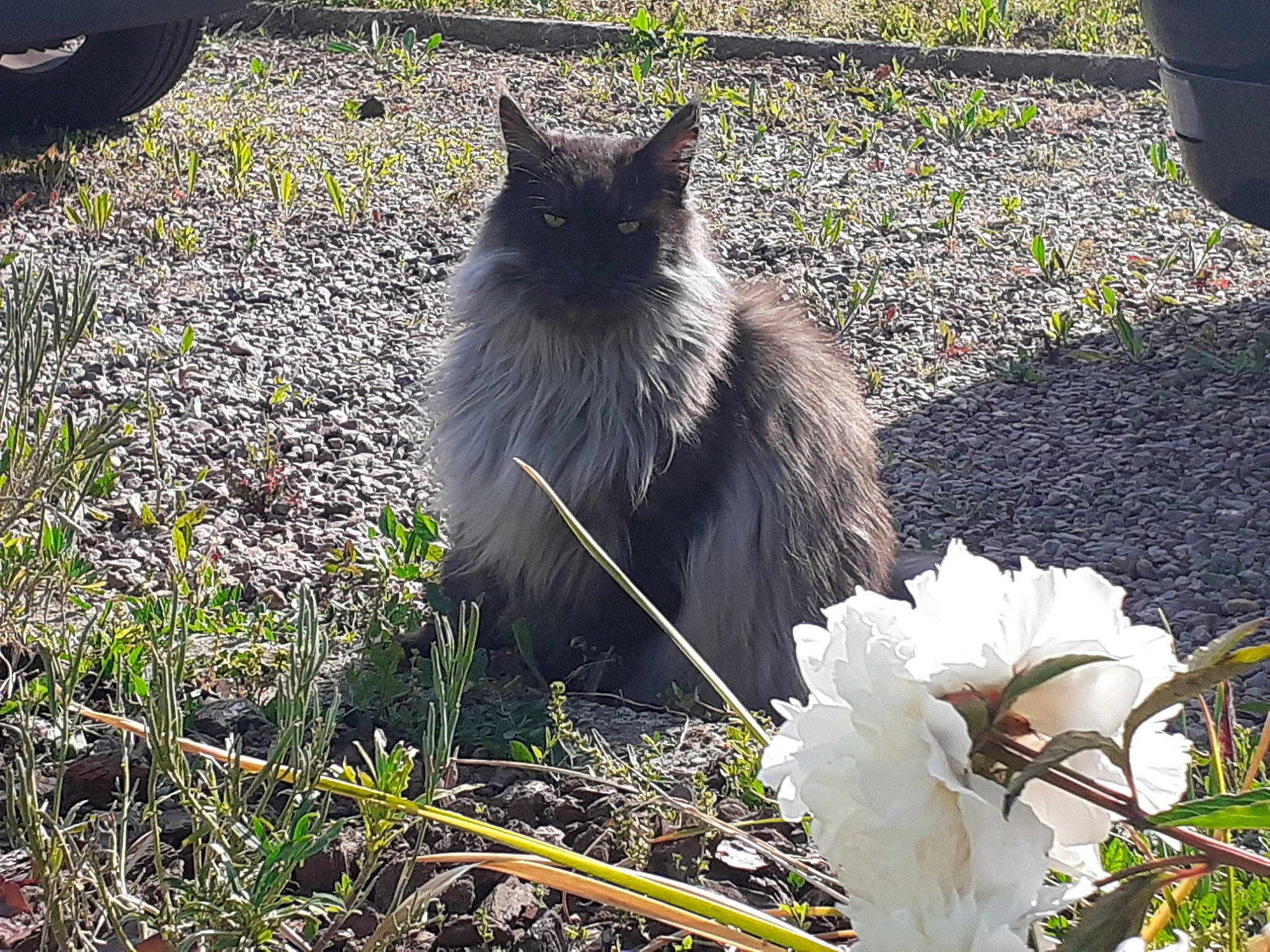 Marcel participe au concours pour gagner de l'argent avec cette photo : asphalt, automotive_tire, botany, carnivore, cat, felidae, flower, grass, groundcover, light, mammal, petal, plant, road_surface, small_to_medium_sized_cats, snout, tail, tire, vertebrate, whiskers