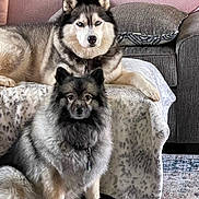 Zola And Bella is registered to the contest to win money with this photo: dog, fluffy, husky, sitting, blanket, couch, pillow, indoor, pet, fur, animal, home, carpet, looking, collar, two_dogs, furniture, relaxed, companion, domestic