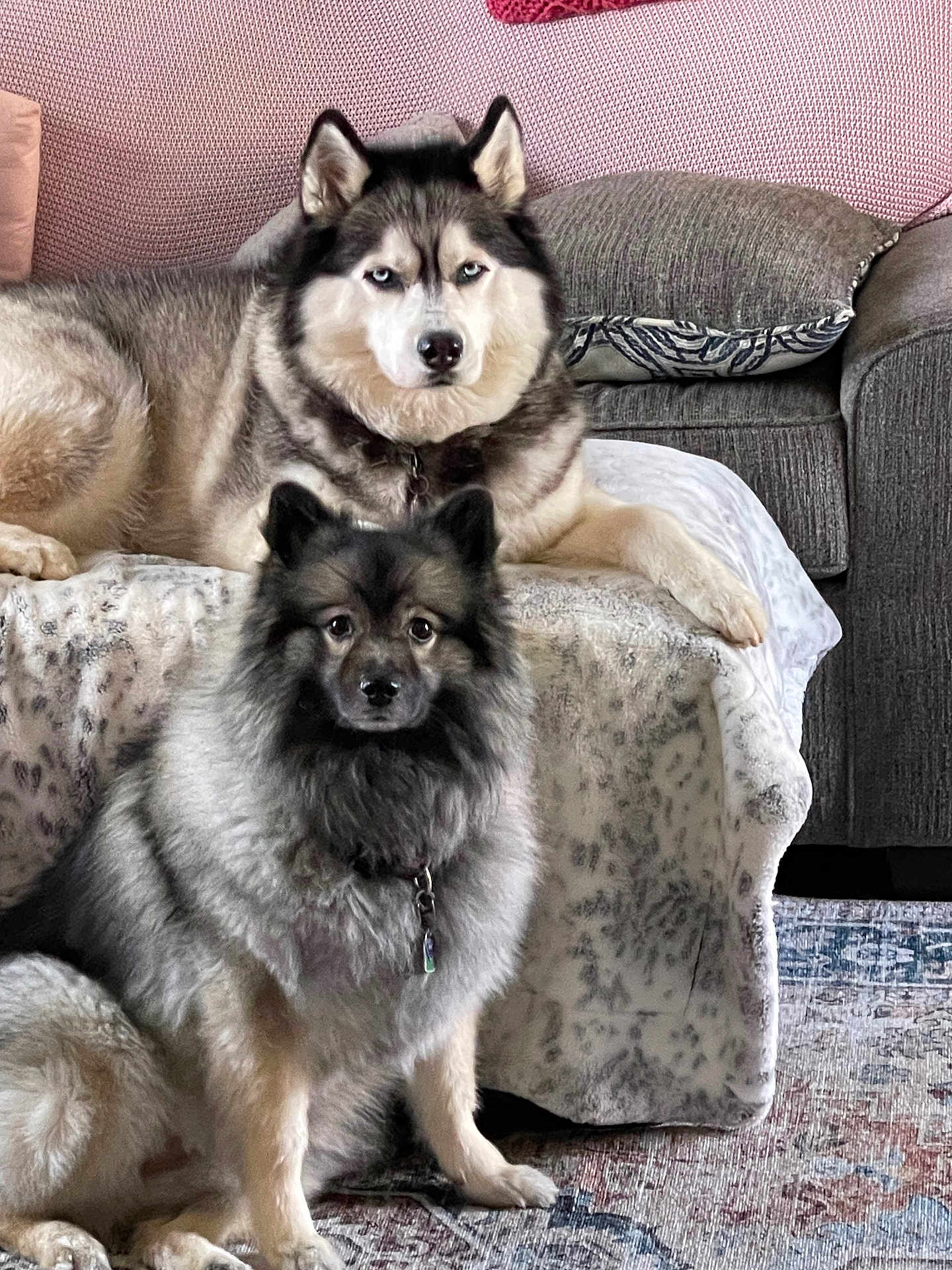 Zola And Bella is registered to the contest to win money with this photo: dog, fluffy, husky, sitting, blanket, couch, pillow, indoor, pet, fur, animal, home, carpet, looking, collar, two_dogs, furniture, relaxed, companion, domestic