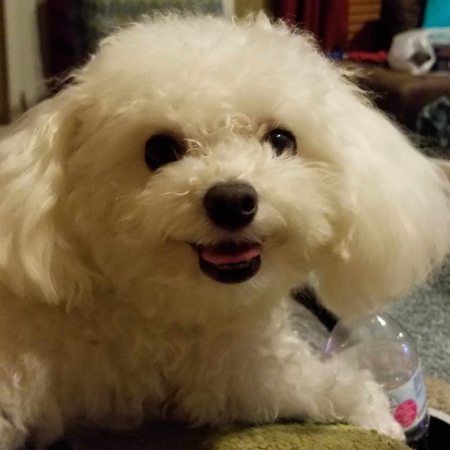 Cas joined the competition — help win amazing prizes! bichon, bichon_frise, bolognese, bolonka, canidae, carnivore, companion_dog, coton_de_tulear, dog, dog_breed, havanese, kyi_leo, maltepoo, maltese, mammal, nose, puppy, toy_dog, toy_poodle, vertebrate