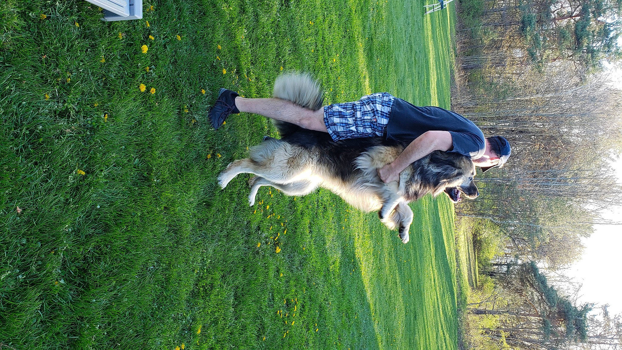 Maui joined the competition — help win amazing prizes! carnivore, companion_dog, dog, dog_breed, fun, grass, grass_family, grassland, green, happy, lawn, leisure, meadow, pasture, people_in_nature, plant, recreation, sporting_group, tail, tree