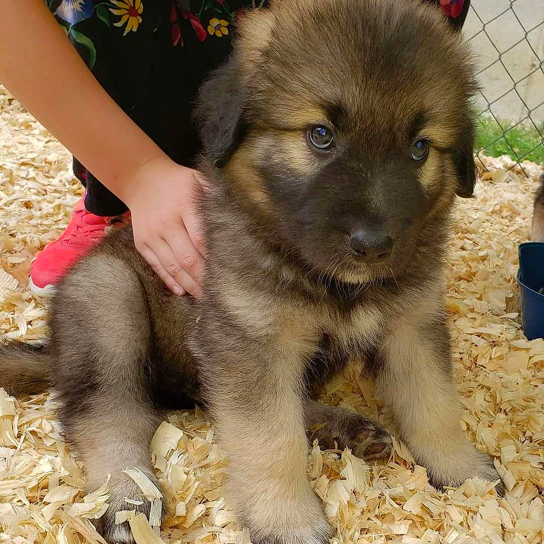 Maui joined the competition — help win amazing prizes! ancient_dog_breeds, carnivore, companion_dog, dog, dog_breed, fawn, fence, fur, grass, mesh, non_sporting_group, plant, snout, soil, sporting_group, terrestrial_animal, whiskers, wildlife, working_animal, working_dog