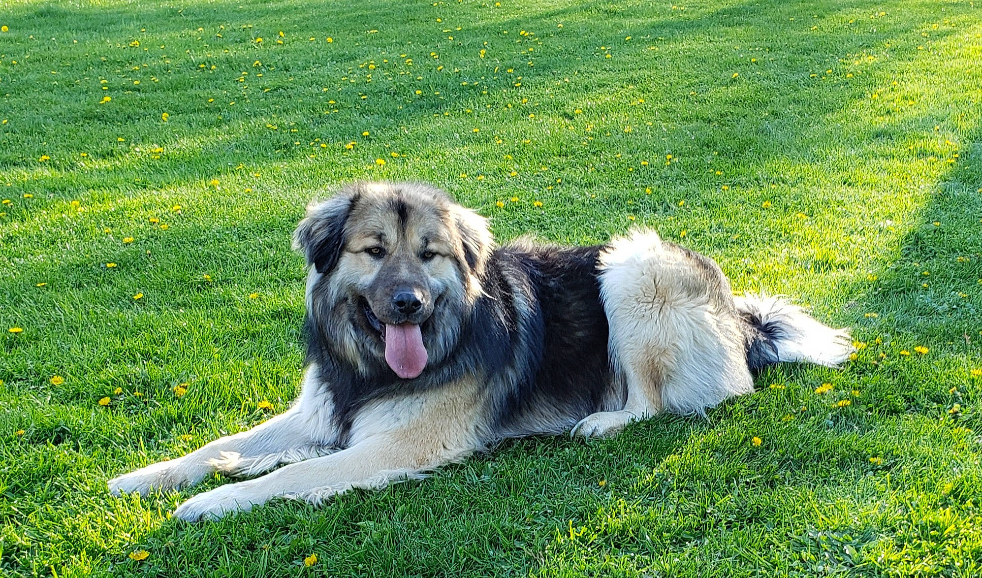 Maui joined the competition — help win amazing prizes! carnivore, companion_dog, dog, dog_breed, grass, grassland, green, groundcover, herbaceous_plant, lawn, plant, sporting_group, working_dog