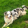 dog, puppy, blue_merle, australian_shepherd, long_hair, fluffy, tongue_out, happy, lying_down, grass, lawn, outdoors, tennis_ball, greenery, white_flowers, pet, animal, playful, portrait, garden